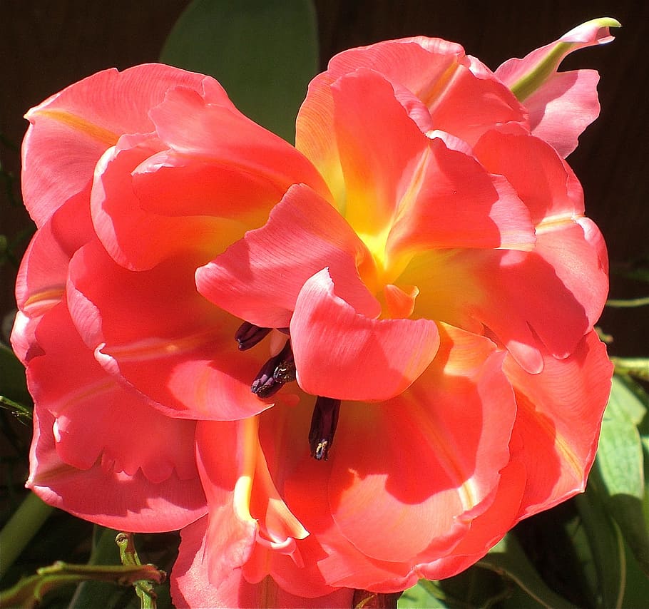 tulip, flower, spring, tulipa, flora, blossom, bloom, orange HD wallpaper