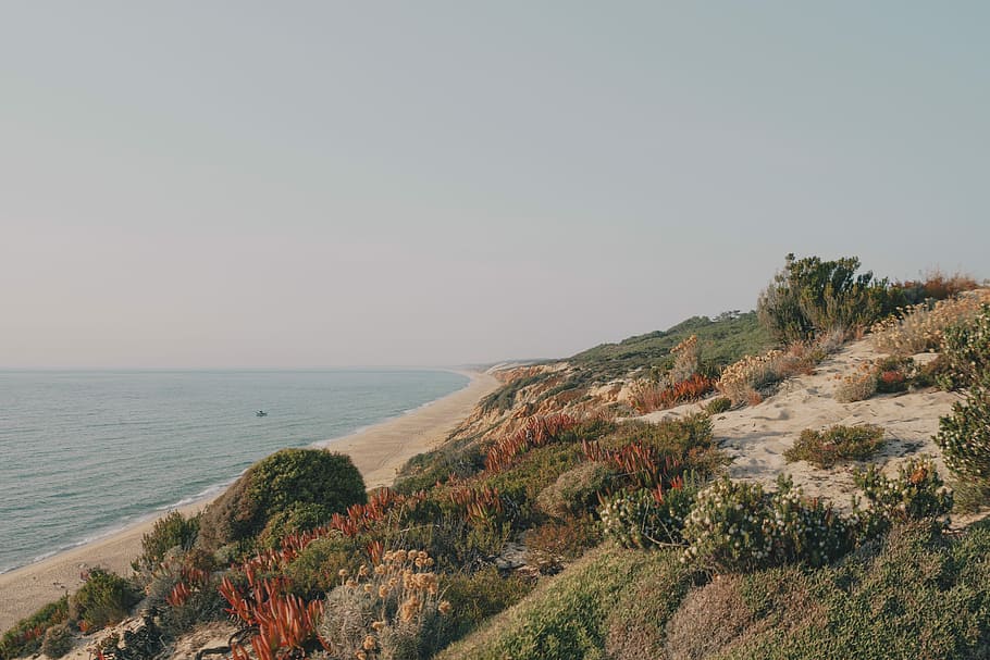 green and brown bushes near seashore at daytime, beach, coast HD wallpaper