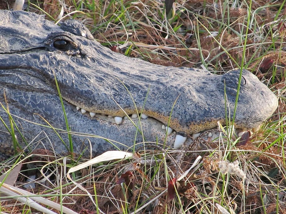 Alligator, Head, Teeth, Wildlife, Mouth, jaws, close up, nature HD wallpaper
