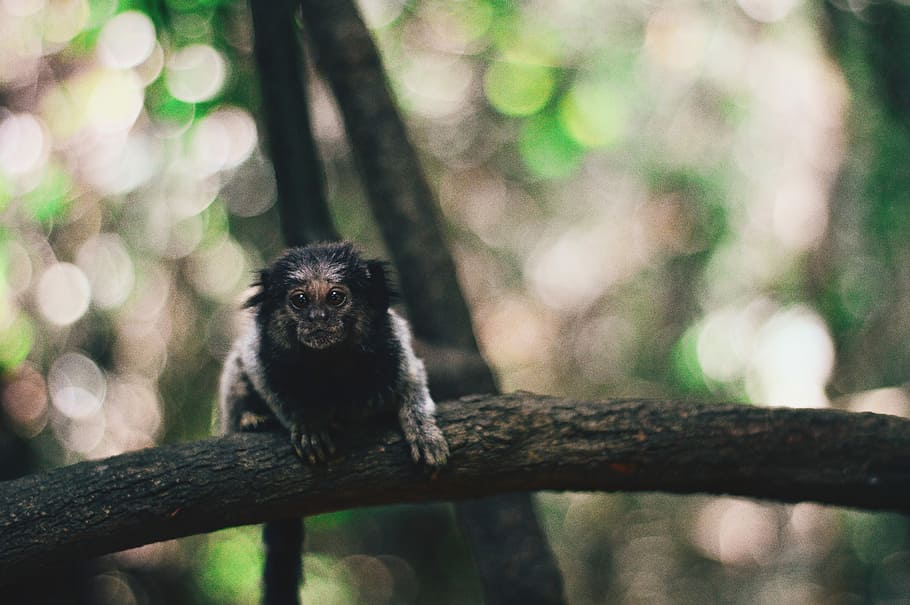 shallow focus photography of black monkey sitting on black tree branch, shallow focus photography of black and gray animal HD wallpaper