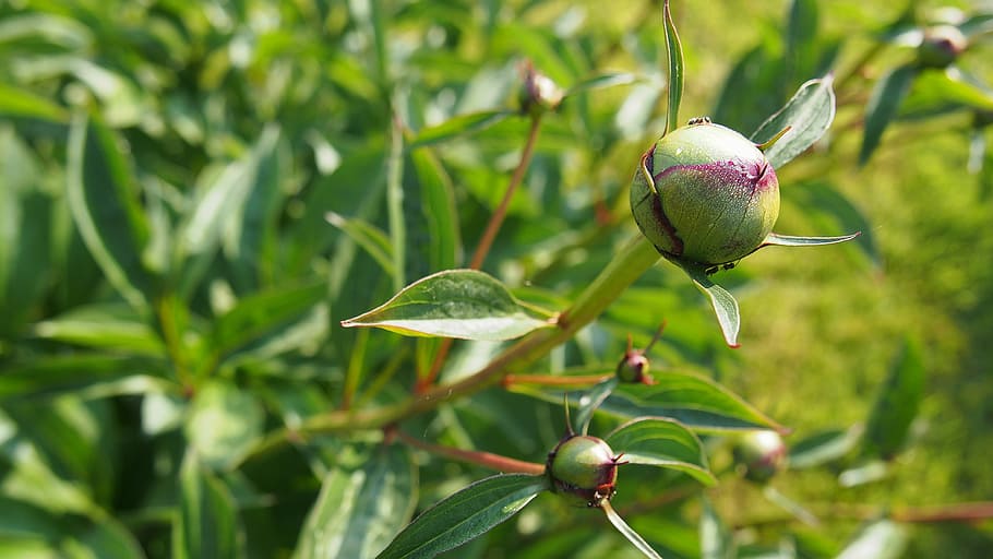 Peony, Macro, Nature, Garden, bud, green, blooms, plant, garden plants HD wallpaper