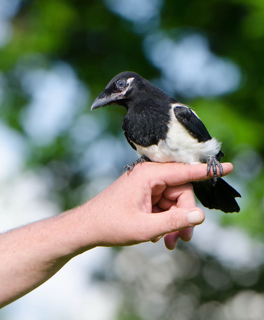 Elster, Small, Magpie, Young, Bird, small magpie, young bird HD wallpaper