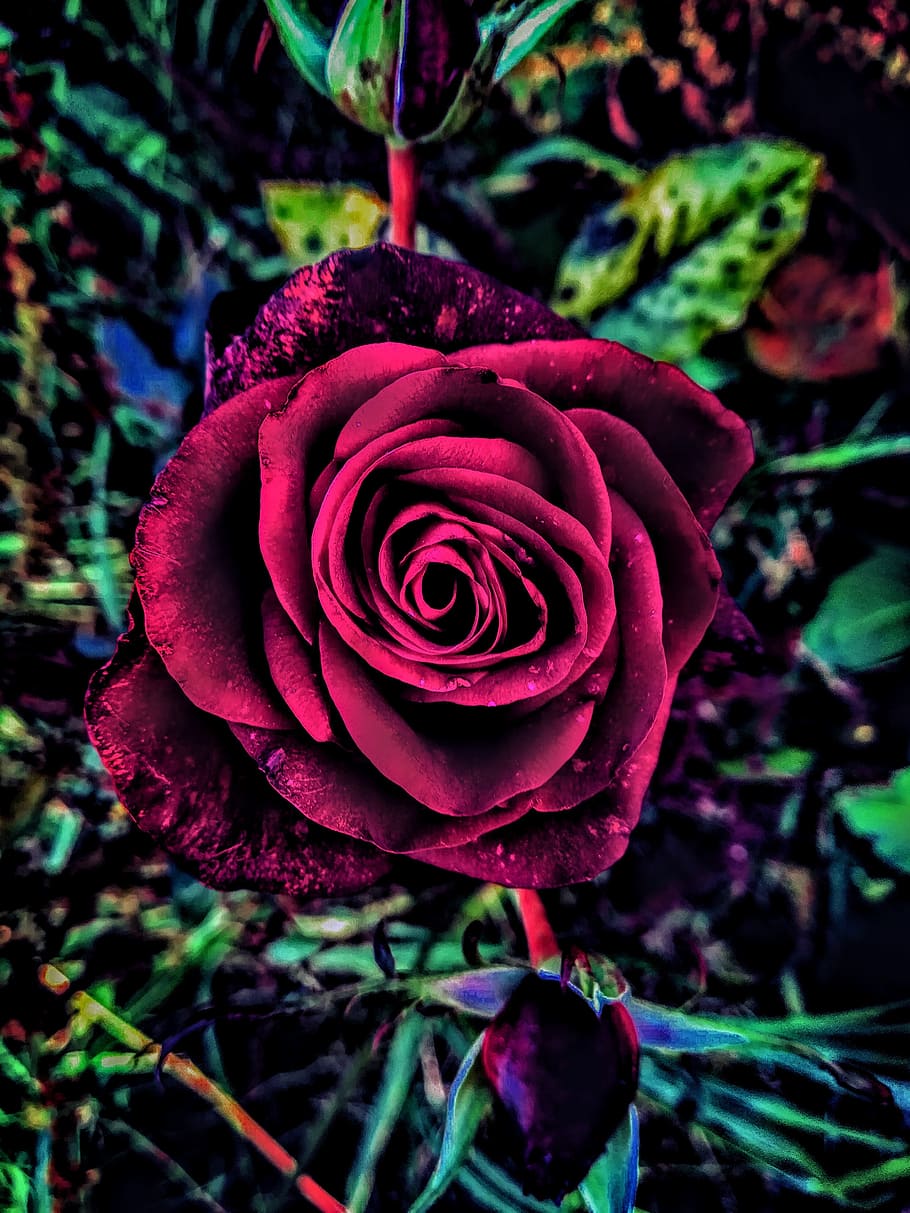 rose, flower, nature, leaf, plant, petal, floral, flowering plant HD wallpaper