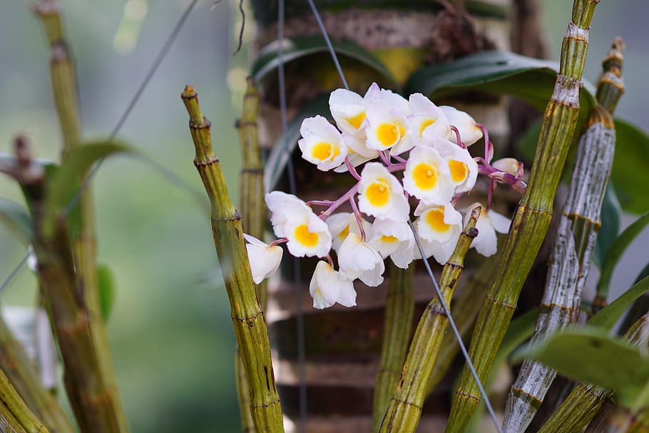orchids, flower, nice, flowering plant, vulnerability, fragility HD wallpaper