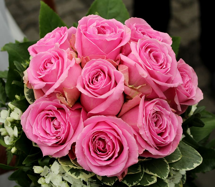 roses, flowers, pink, flowering plant, beauty in nature, rose - flower HD wallpaper