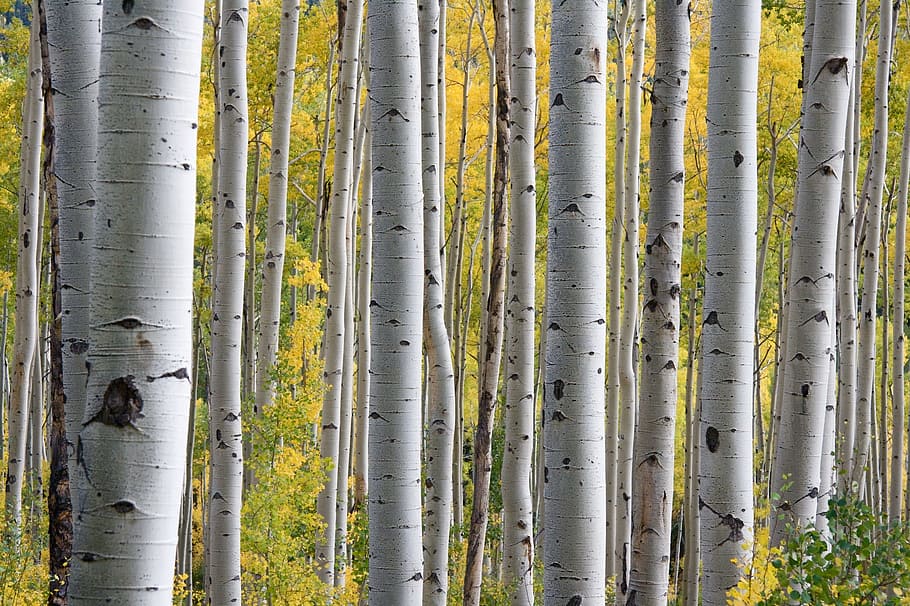 white wood forest, gray tree, tree trunks, trees, birch, outdoor HD wallpaper