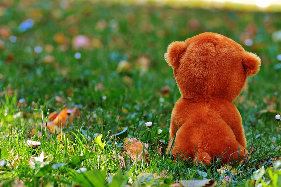 brown bear cub plush toy placed on green grass plant, Teddy Bear, HD wallpaper