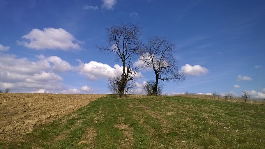 tree, field, sky, landscape, scenery, environment, plant, cloud - sky HD wallpaper