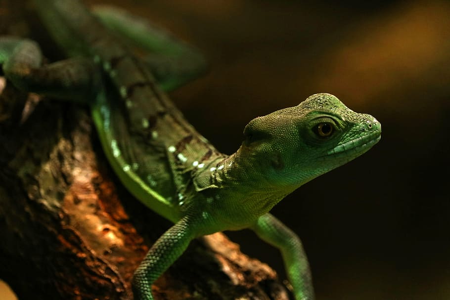 selective focus photography of green lizard, gecko, zoo, reptile, HD wallpaper