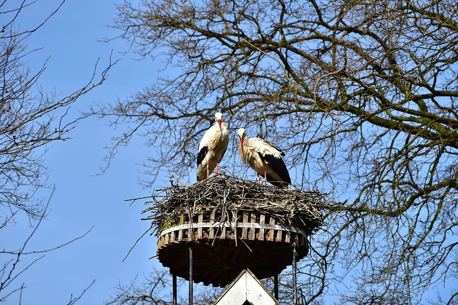 stork, sky, black white, bill, rattle stork, white stork, nature HD wallpaper