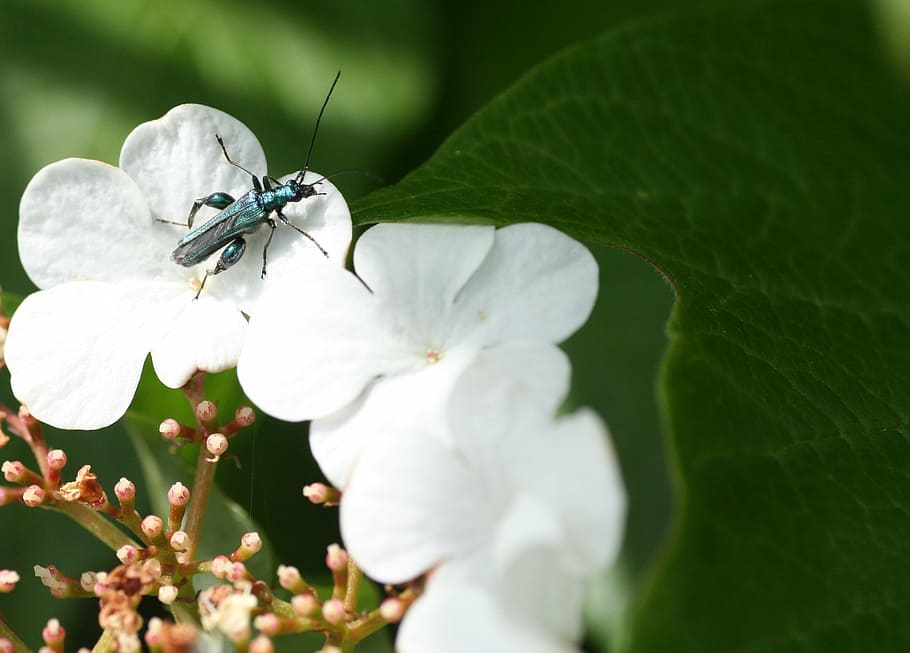 flower, fields, insect, nature, summer, river, herbs, alsace HD wallpaper