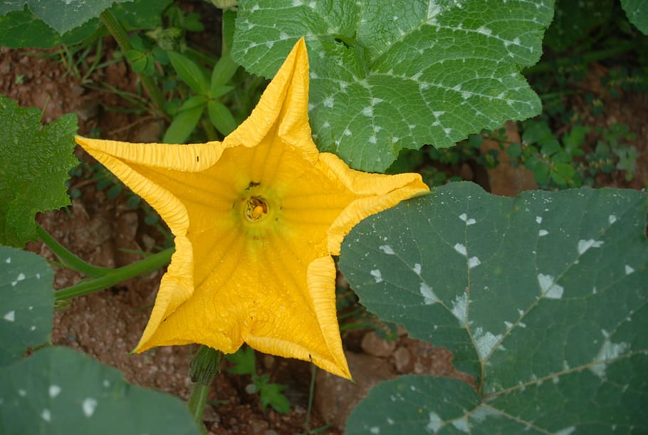 flower, flora, pumpkin, plant part, leaf, yellow, close-up HD wallpaper