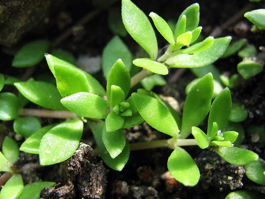 Plant, Rockery, Macro, green, the sapling macro, closeup, nature HD wallpaper