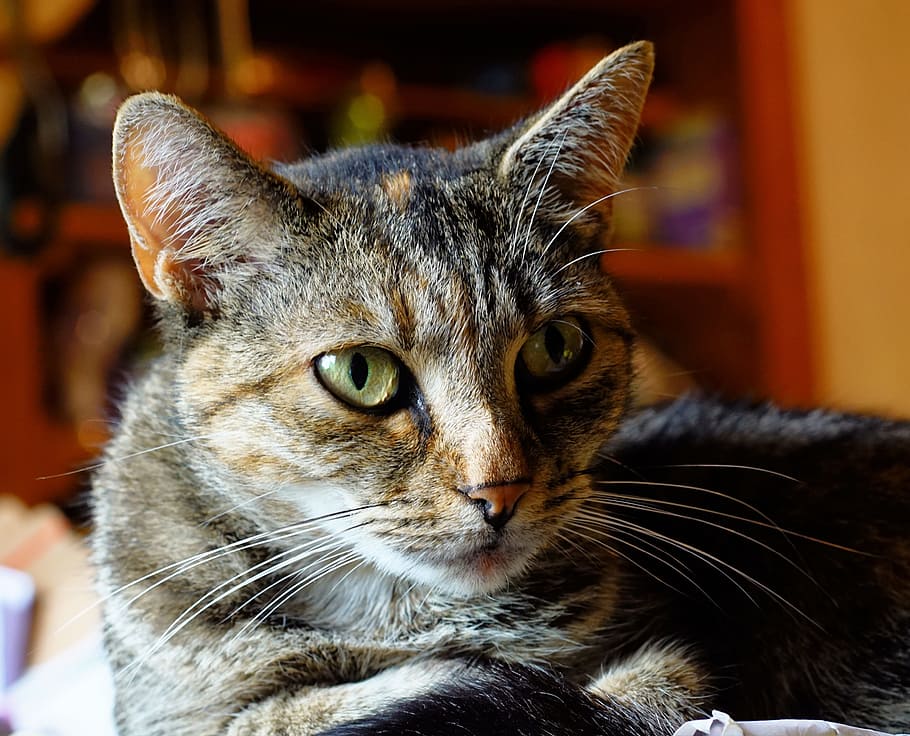 lying brown and black cat closeup photo, pet, portrait, mackerel HD wallpaper