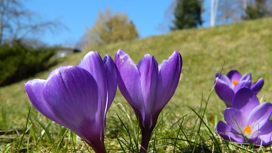 hd wallpaper spring flowers nature garden flowering the messenger of spring wallpaper flare wallpaperflare