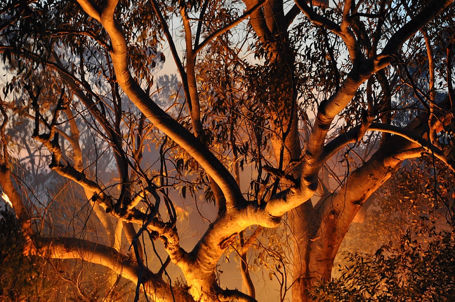fire, nature, bush fires, tree, light, forest, plant, branch HD wallpaper