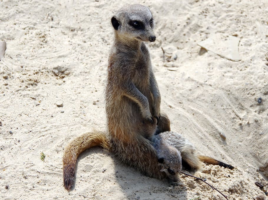 Hd Wallpaper Suricate Maternity Suricata Suricatta Sentinel Desert Fauna Wallpaper Flare