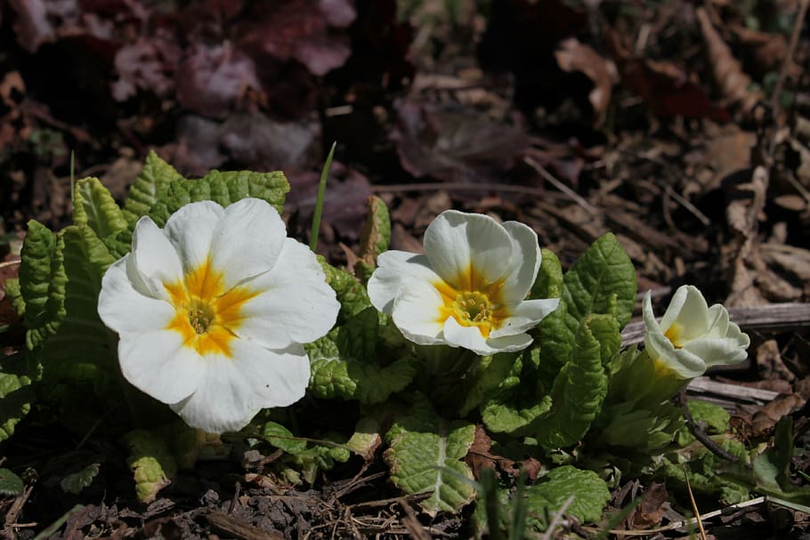 primrose, white, leaves, leaf, beautiful, blossom, colorful HD wallpaper