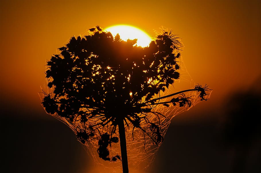 back light, sunset, flower, mood, dusk, tree, plant, sky, beauty in nature HD wallpaper