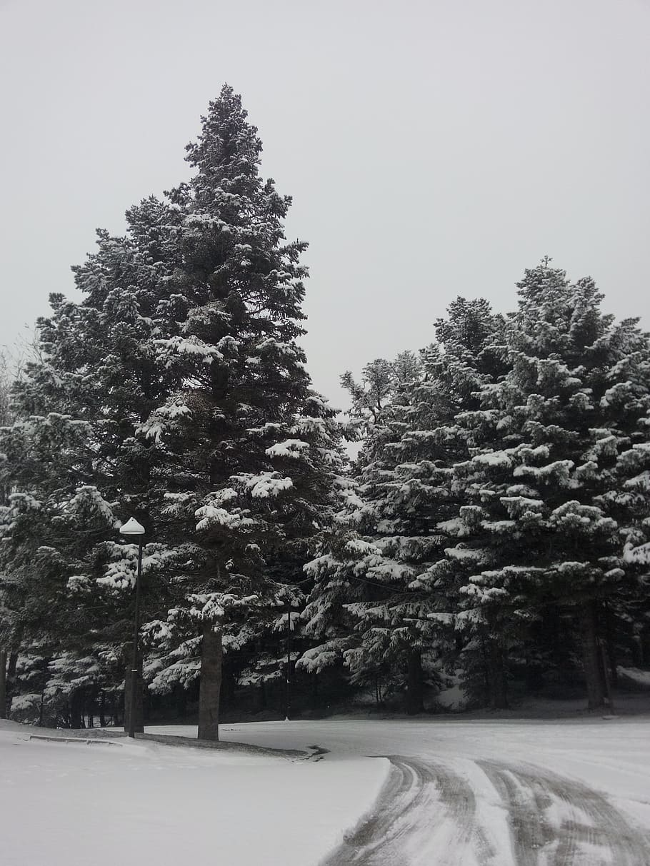 snow, tree, winter, plant, cold temperature, beauty in nature HD wallpaper