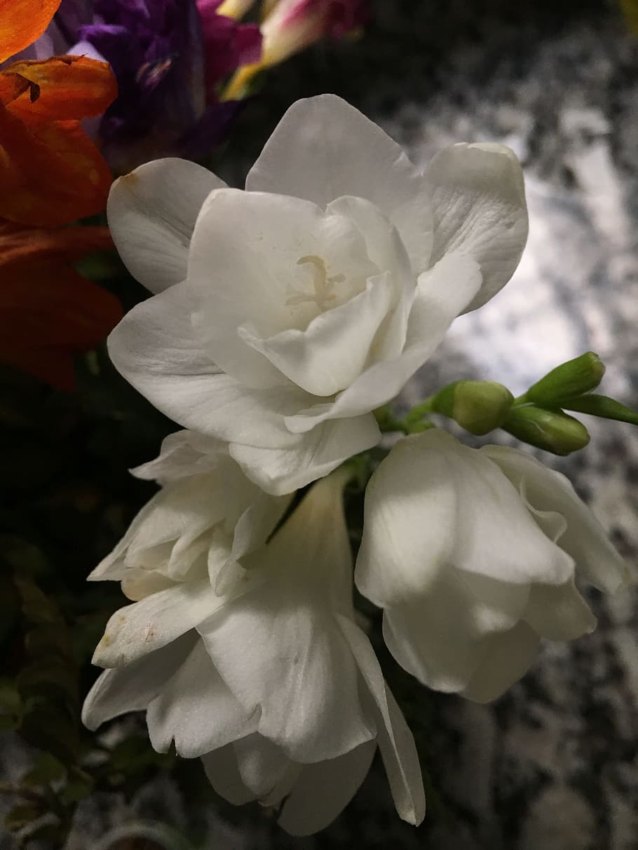 withered flower, white, white flower, garden, nature, flowers HD wallpaper