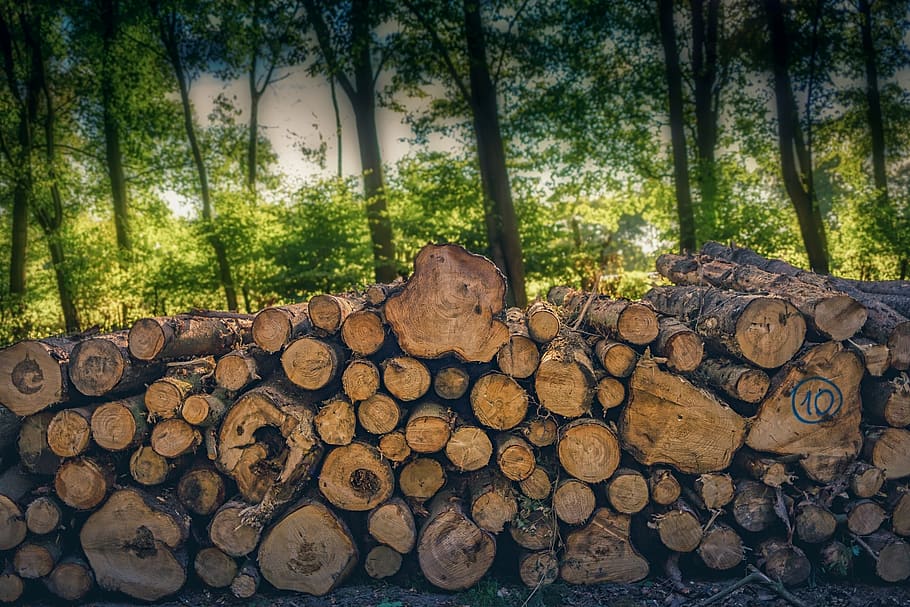 wood, tree, cut, nature, trunk, texture, forest, log, stack, HD wallpaper