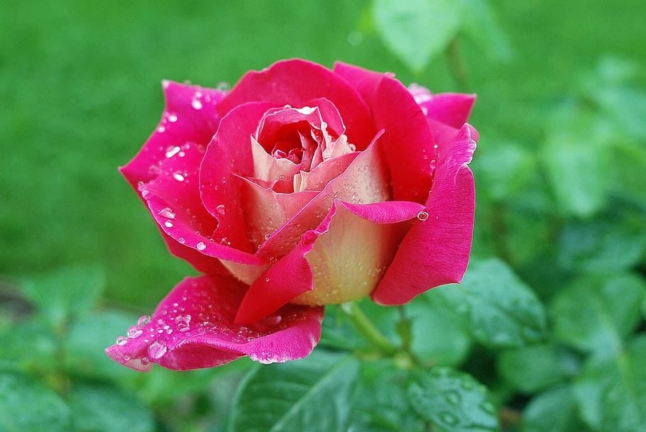 flower, rose, red, raindrop, flowering plant, beauty in nature HD wallpaper