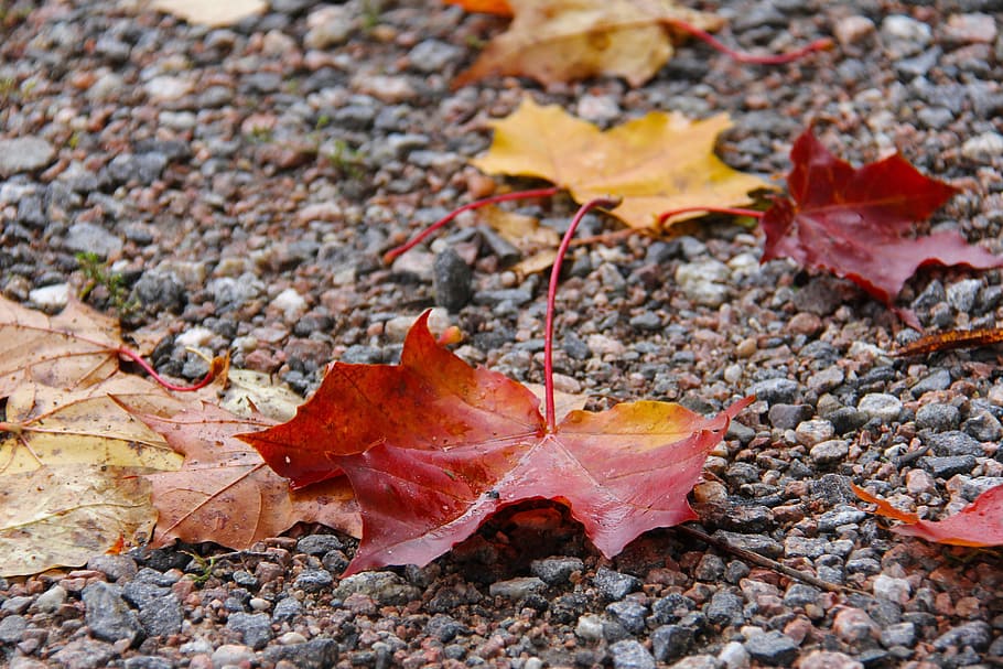 maple, leaves, autumn, leaf, fall, season, red, yellow, orange HD wallpaper