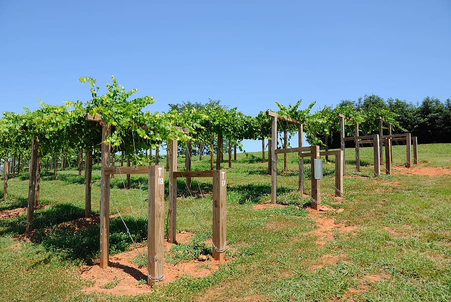 Vineyard, Winery, North Georgia, Georgia, Usa, agriculture, HD wallpaper