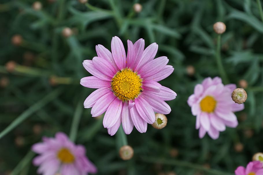shallow focus photography of pink gerbera daisy flower, margarite, HD wallpaper