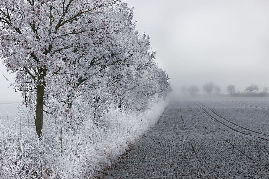 Winter, Wintry, Snow, Field, Field, Ice, Trees, snowy, cold HD wallpaper