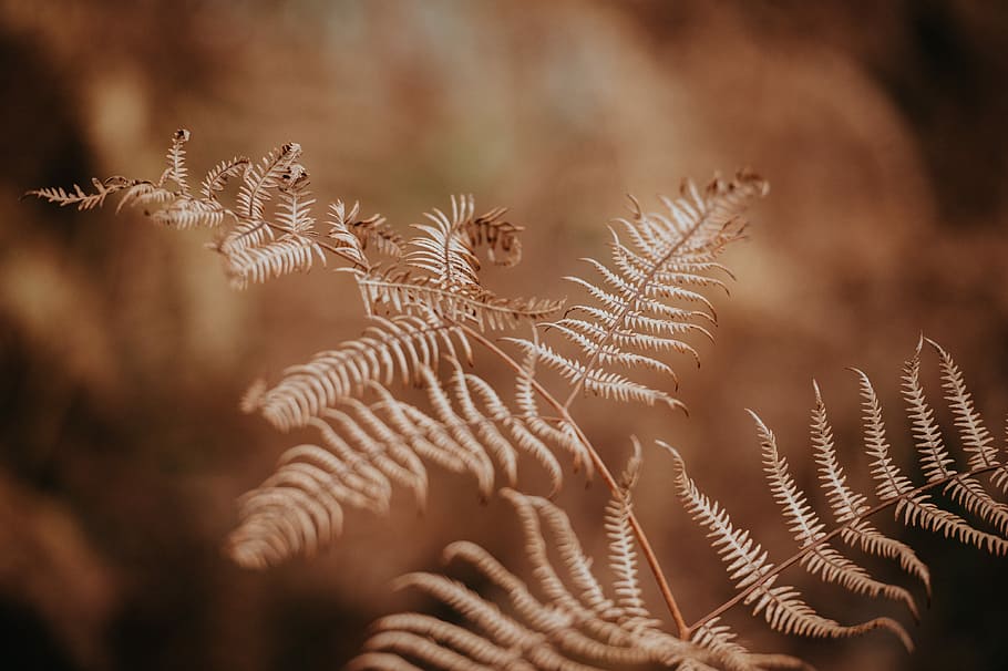 closeup photography of fern, shallow focus photography of white leaf HD wallpaper