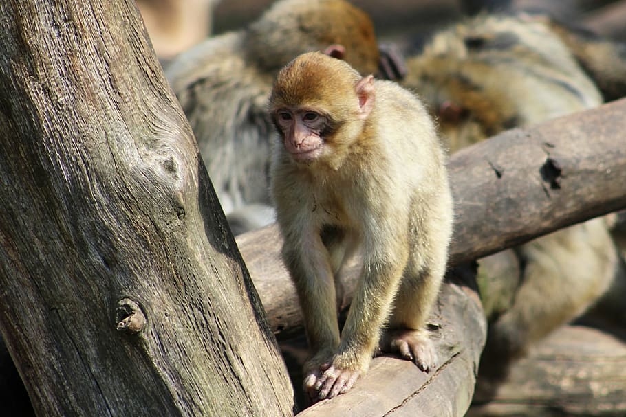 monkey, macaque, zoo chomutov, range, brown, animal, mammal HD wallpaper