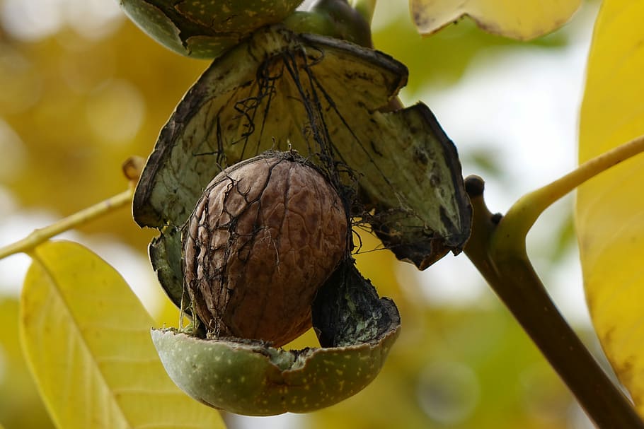 Walnut, autumn, rozpuk, no people, close-up, fruit, one animal HD wallpaper