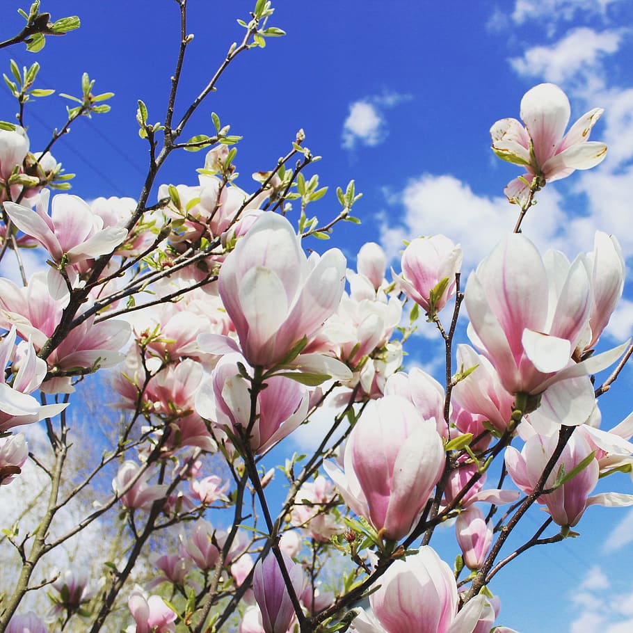 Flowers, Spring, Magnolia, blossom, fragility, beauty in nature HD wallpaper