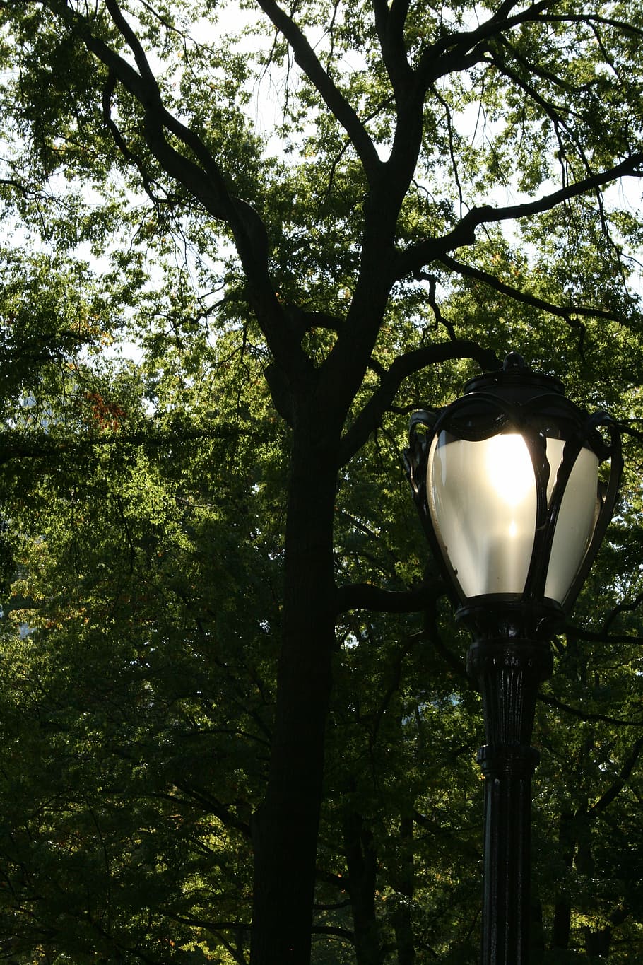 street lamp, trees, nature, central park, nyc, new york, new york city HD wallpaper