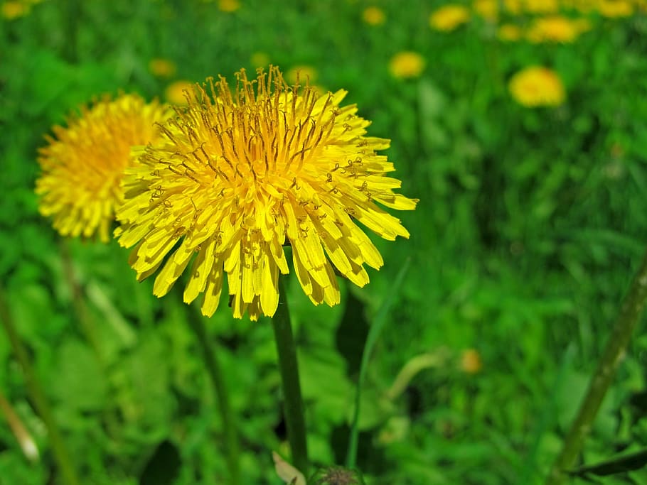 spring, may, grass, dandelion, greens, nature, flower, flowering plant HD wallpaper