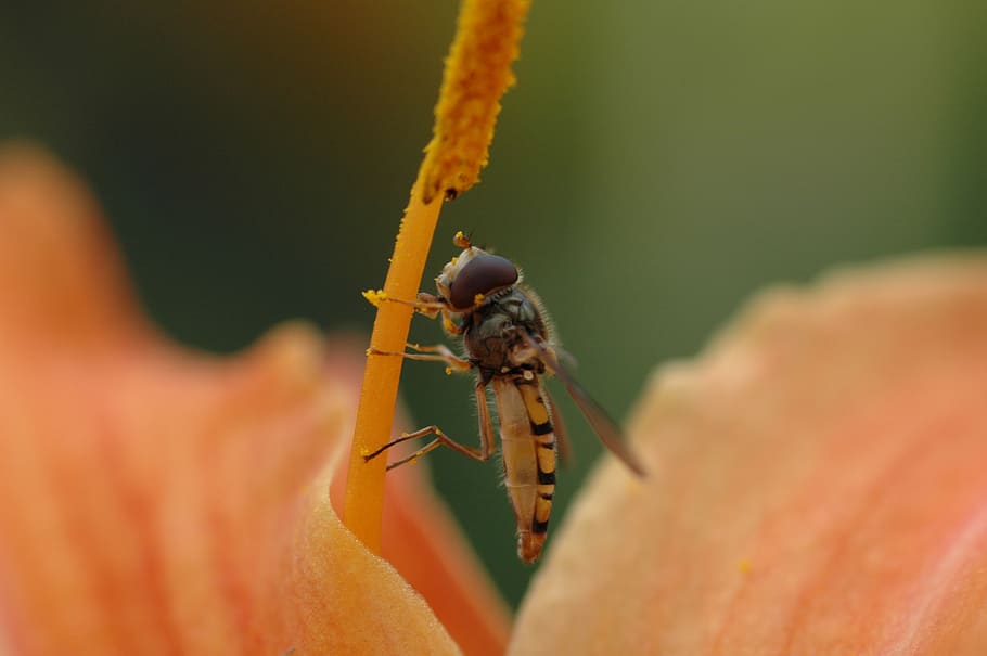 bee, macro, flower, orange, insect, animal themes, animal wildlife HD wallpaper