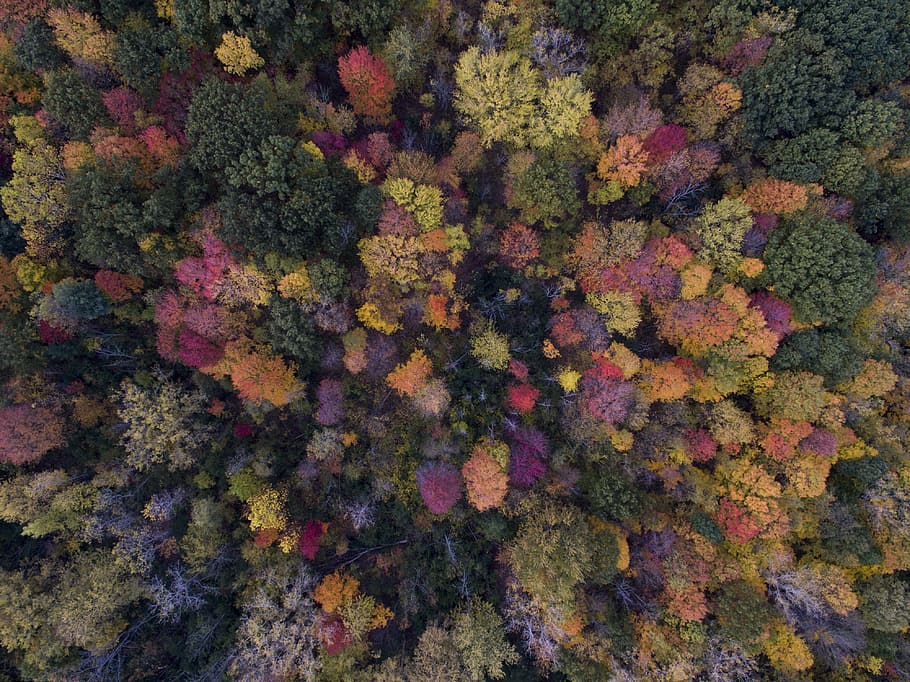 bird's eye view photo of green leafed trees, assorted leafed trees HD wallpaper