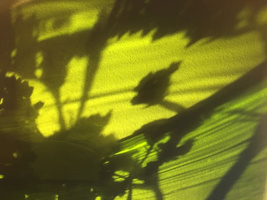 untitled, shadow, sunlight, green, yellow, nature, focus on shadow HD wallpaper