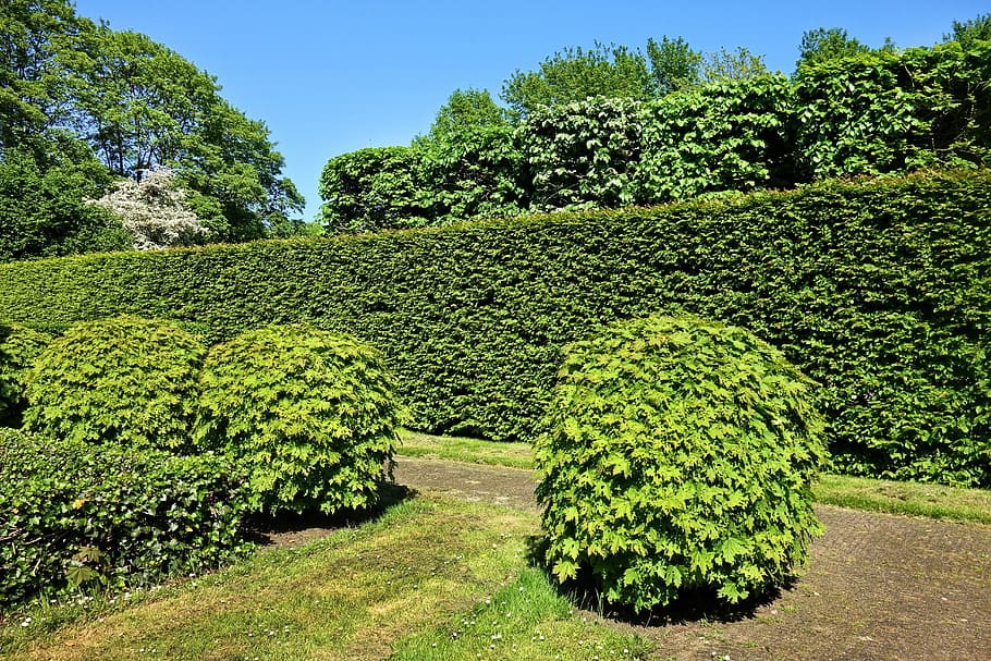 green leafed plant in front of plant wall, shorn hedge, shorn bush, HD wallpaper