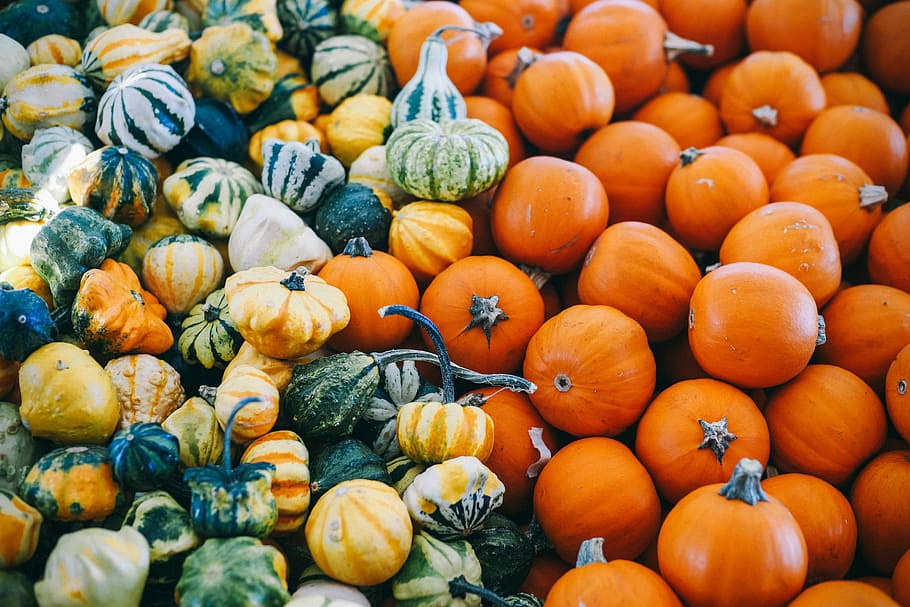 macro photography of assorted squash lot, squash and pumpkin lot HD wallpaper