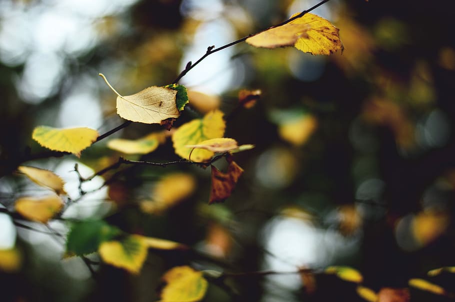 shallow focus photography of yellow leaves, closed-up photo of yellow leaf HD wallpaper