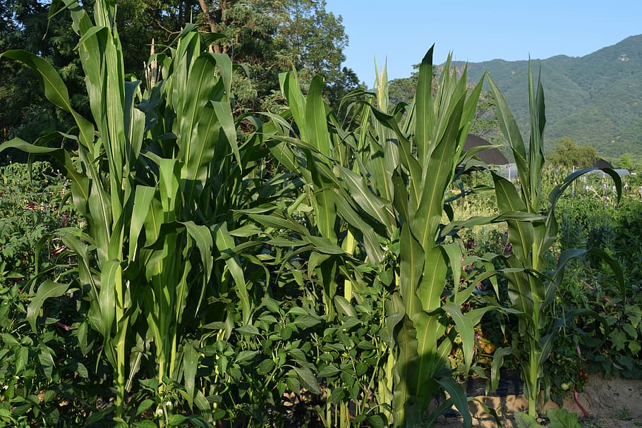 Corn, Farm, Mountain, Greenery, summer, crop, wood, plants, HD wallpaper