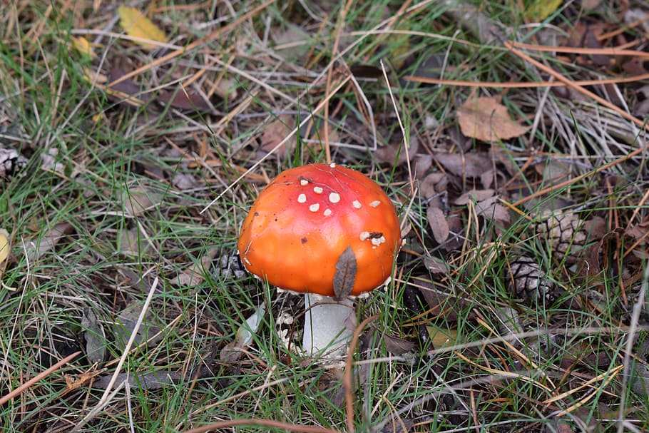 mushroom, nature, forest, food, vegetable, fungus, plant, land HD wallpaper