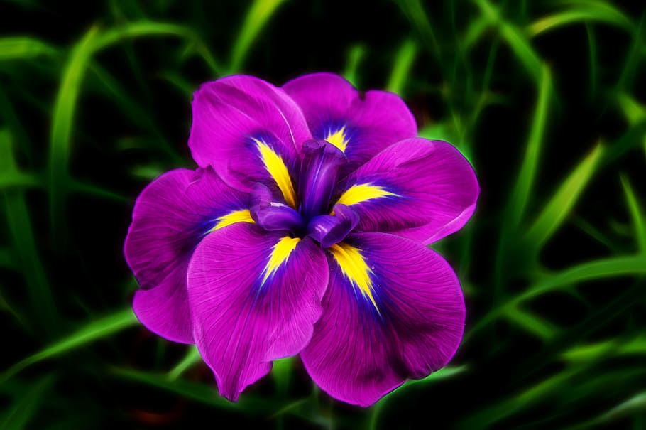 selective photogrpahy of purple and yellow petaled flower, iris HD wallpaper