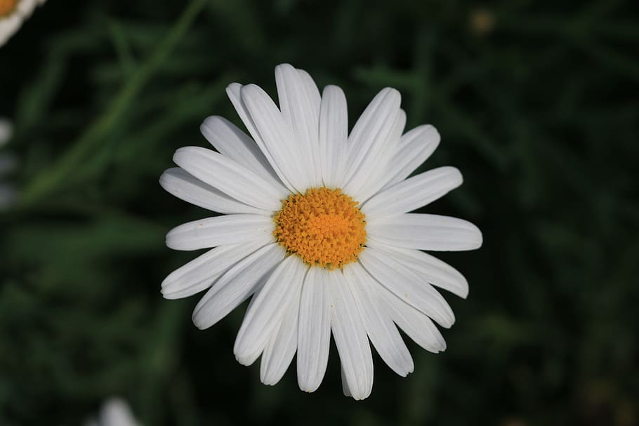 Daisy, White, Flower, Plant, Nature, flowers, green, pink flower HD wallpaper