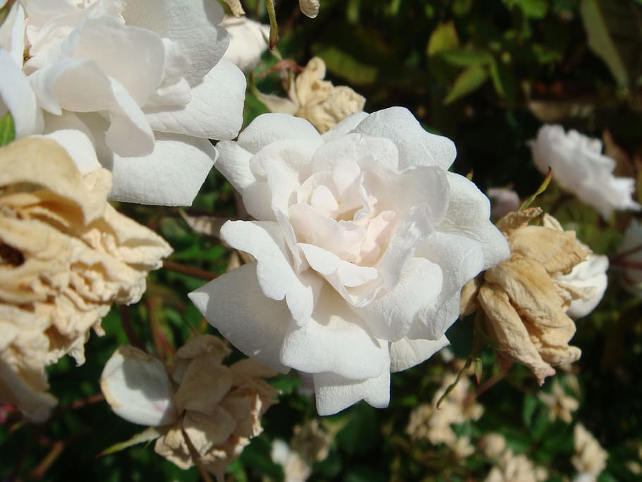 roses, white, macro, white color, flowering plant, beauty in nature HD wallpaper