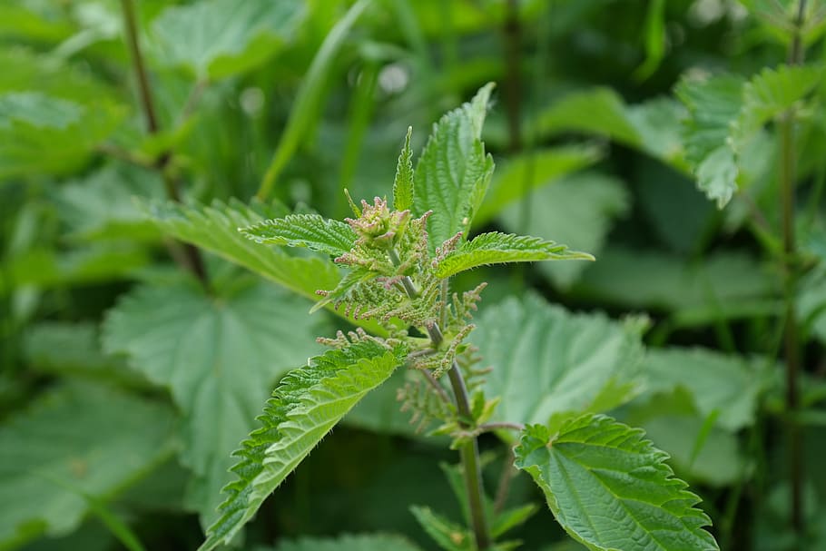 stinging nettle, plant, weed, urtica, stinging nettle plant, HD wallpaper