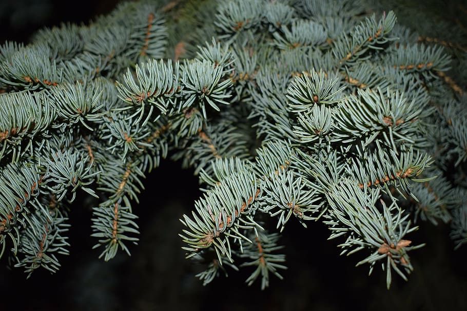 nature, spruce, blue spruce, needles, branch, plant, coniferous tree HD wallpaper